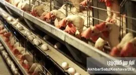  فریاد مرغداران از گرسنگی طیور: «آقای وزیر جهاد به مردم دروغ نگویید!» | بحران نهاده‌های دامی و سوءمدیریت+ویدئو