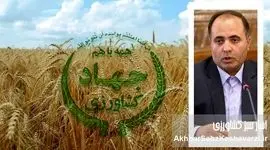 کاهش ۴ میلیون تنی تولید گندم: نتیجه یک سال مدیریت قزلجه بستان‌آبادی