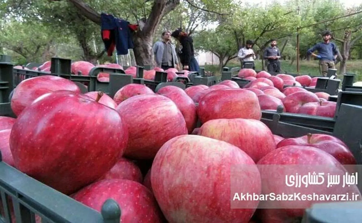 سیب ایران، خوشطعم اما ارزان!