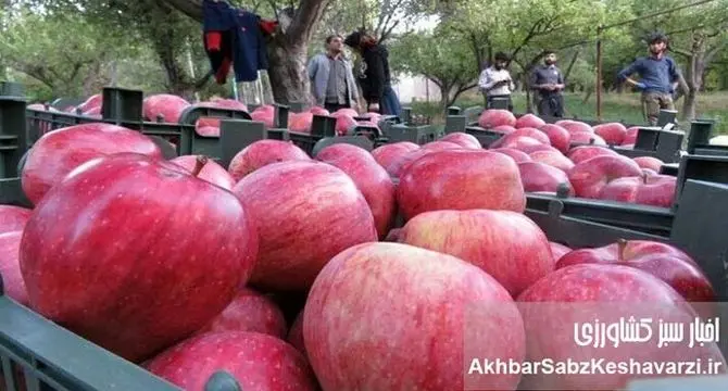 سیب ایران، خوش‌طعم اما ارزان!