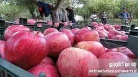 سیب ایران، خوش‌طعم اما ارزان!