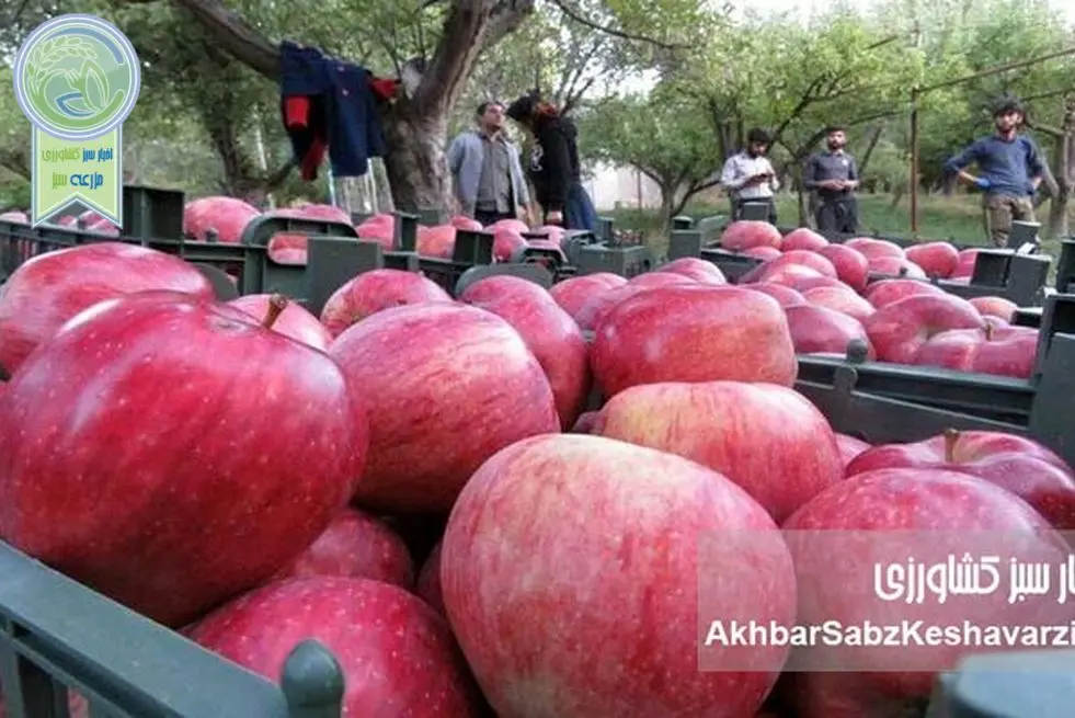 سیب ایران، خوش‌طعم اما ارزان!