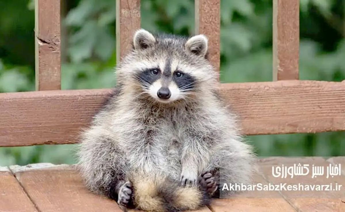 قاچاق راکون‌های بامزه؛ مهمان ناخوانده‌ای که طبیعت ایران را تهدید می‌کند