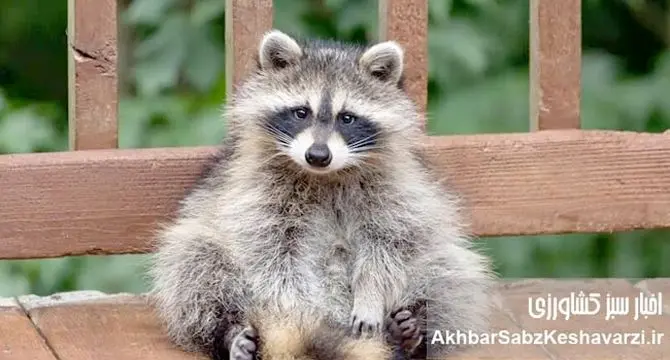 قاچاق راکون‌های بامزه؛ مهمان ناخوانده‌ای که طبیعت ایران را تهدید می‌کند