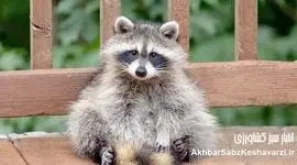 قاچاق راکون‌های بامزه؛ مهمان ناخوانده‌ای که طبیعت ایران را تهدید می‌کند