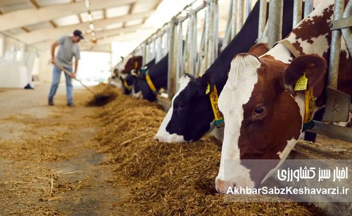 تبعیض در تخصیص ارز نهاده‌های دامی؛ وزارت جهاد کشاورزی چگونه صف کوتاژها را برهم زد؟