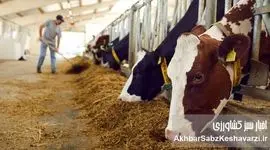 تبعیض در تخصیص ارز نهاده‌های دامی؛ وزارت جهاد کشاورزی چگونه صف کوتاژها را برهم زد؟