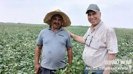 کشت پنبه در گلستان: قیمت پنبه انگیزه اصلی توسعه و چالش کشاورزان است+ویدئو