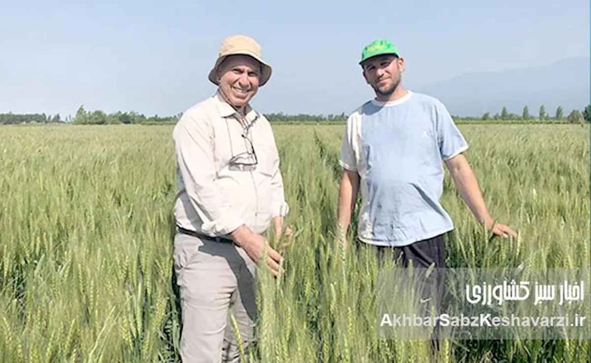 کشت روی بسترهای بلند؛ فناوری نوین برای افزایش بهرهوری گندم در ایران+ ویدئو