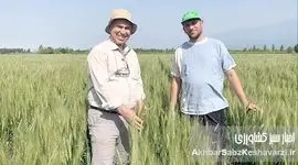 کشت روی بسترهای بلند؛ فناوری نوین برای افزایش بهره‌وری گندم در ایران+ ویدئو