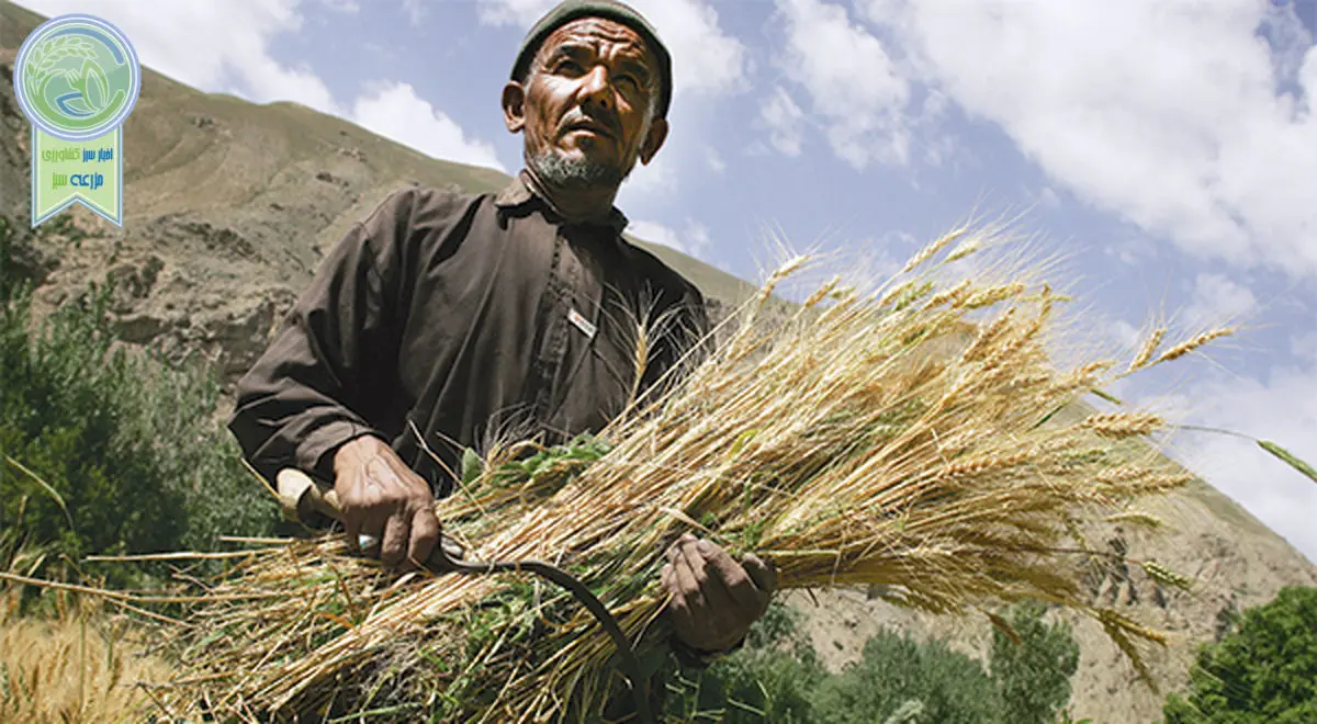 برنامه تدارکات گندم در افغانستان به پایان رسید