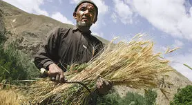 برنامه تدارکات گندم در افغانستان به پایان رسید