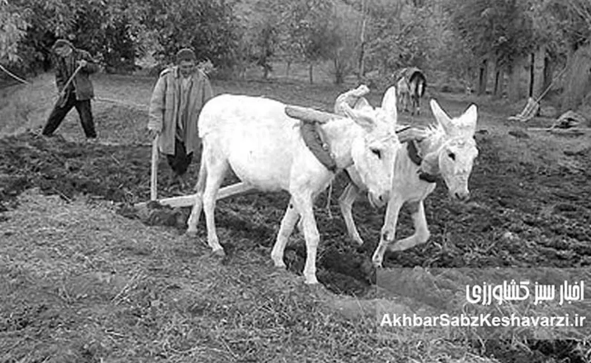 دولت‌های مستعجل ایران و موج اصلاحات ارضی در خاورمیانه/ خاورمیانه در تب و تاب اصلاحات در عرصه زمین‌داری