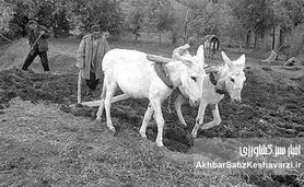 دولت‌های مستعجل ایران و موج اصلاحات ارضی در خاورمیانه/ خاورمیانه در تب و تاب اصلاحات در عرصه زمین‌داری