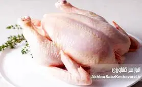مرغ از سفره خانوارها حذف شد؟ قیمت هر کیلو به ۲۰۰ هزار تومان رسید