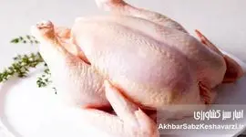 مرغ از سفره خانوارها حذف شد؟ قیمت هر کیلو به ۲۰۰ هزار تومان رسید