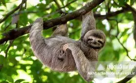 تنبل‌ها به ما چه می‌آموزند؟ راز بقا در آرام زیستن