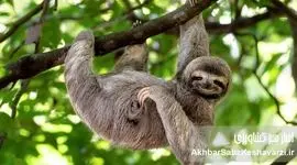 تنبل‌ها به ما چه می‌آموزند؟ راز بقا در آرام زیستن