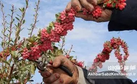 خواص شگفت‌انگیز زرشک، از قلب خراسان تا سبد سلامت شما!