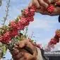 خواص شگفت‌انگیز زرشک، از قلب خراسان تا سبد سلامت شما!