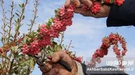 خواص شگفت‌انگیز زرشک، از قلب خراسان تا سبد سلامت شما!