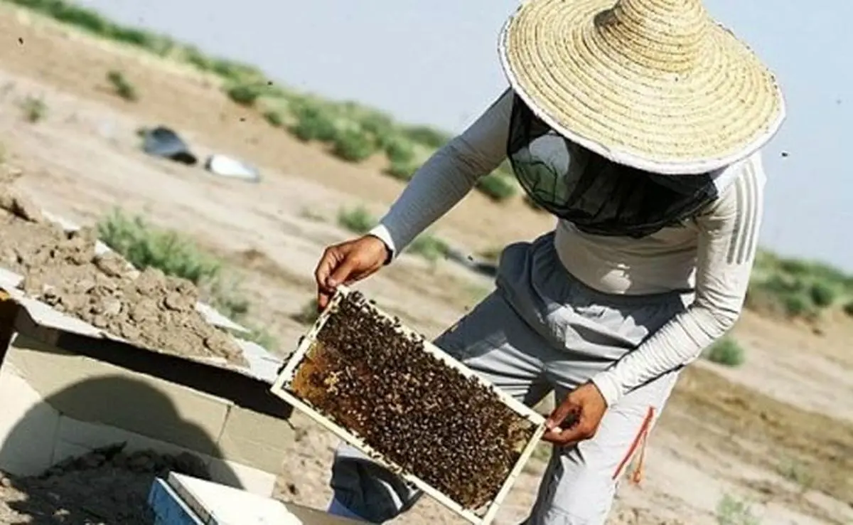 رونق بازار عسل سیستان و بلوچستان در کشورهای حاشیه خلیج فارس

