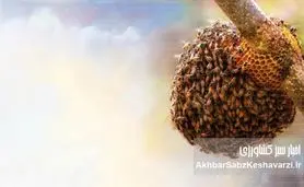 جمعیت زنبورعسل وحشی: عددی شگفت‌انگیز که دنیای زنبورها را دگرگون کرد!