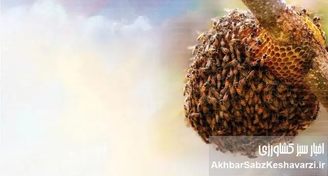 جمعیت زنبورعسل وحشی: عددی شگفت‌انگیز که دنیای زنبورها را دگرگون کرد!