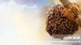 جمعیت زنبورعسل وحشی: عددی شگفت‌انگیز که دنیای زنبورها را دگرگون کرد!