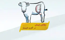 علائم زایمان در گاو و تلیسه‌

