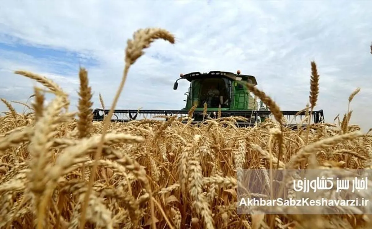 صیانت از بیتالمال: تکذیب اخبار «فساد گندم» در تعاون روستایی خوزستان