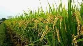 ثبات نرخ خرید تضمینی گندم به چه قیمتی؟ پشت پرده تصمیم عجیب دولت برای خرید گندم