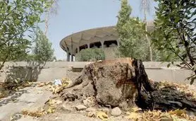 سایه تهدید بر سر ۱۰۰ چنار خیابان ولیعصر؛ ریشه مشکل در کف‌سازی نهرها و بی‌توجهی شهرداری