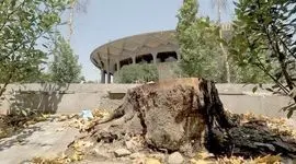 سایه تهدید بر سر ۱۰۰ چنار خیابان ولیعصر؛ ریشه مشکل در کف‌سازی نهرها و بی‌توجهی شهرداری