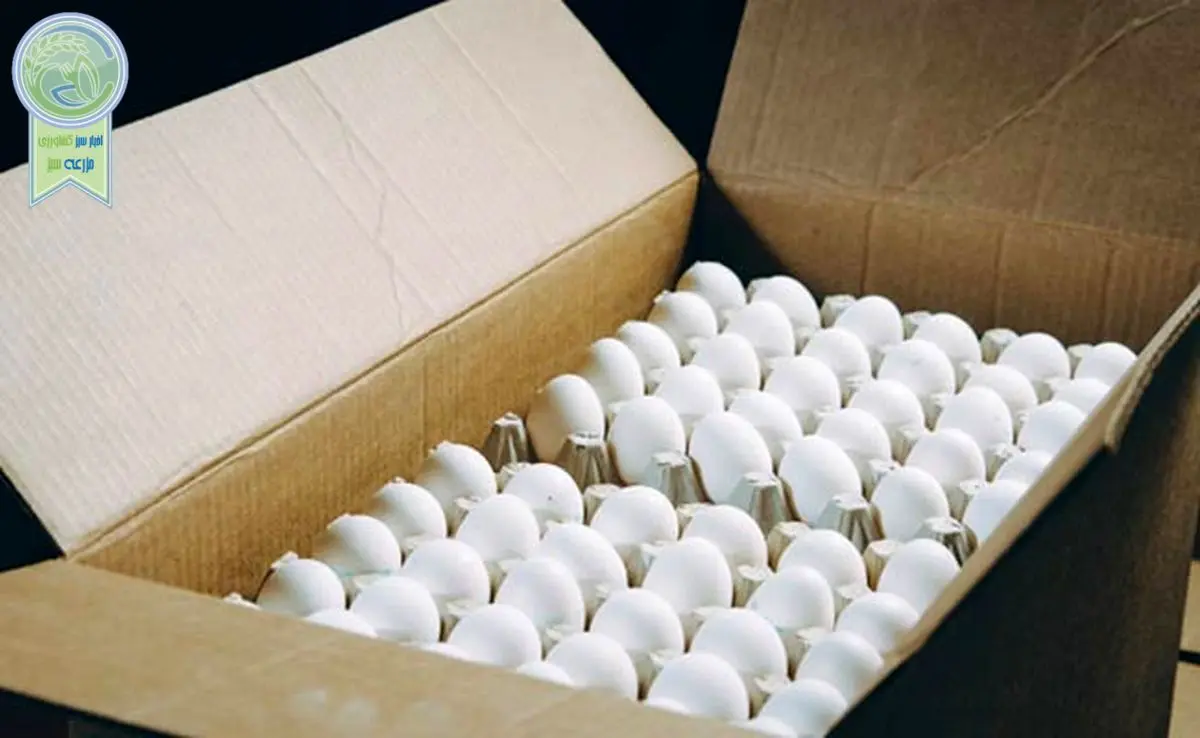 صادرات ۳۳ هزار تن تخم‌مرغ از ابتدای سال

