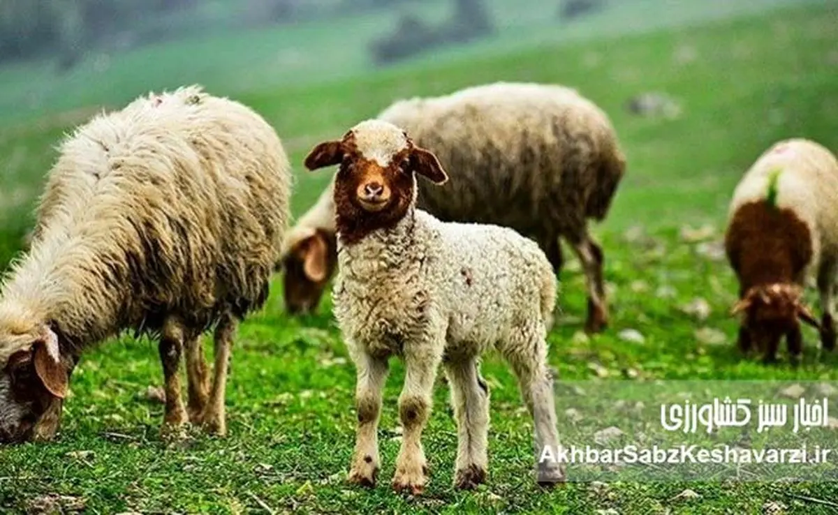 ایران، یکی از چهار قدرت اصلی در تولید دام سبک منطقه