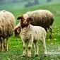 ایران، یکی از چهار قدرت اصلی در تولید دام سبک منطقه