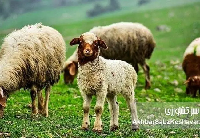 ایران، یکی از چهار قدرت اصلی در تولید دام سبک منطقه