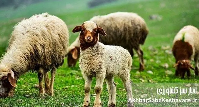 ایران، یکی از چهار قدرت اصلی در تولید دام سبک منطقه