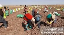 آغاز برداشت سیب زمینی در تربت حیدریه: تولید 67 هزار تن محصول با آبیاری نوین