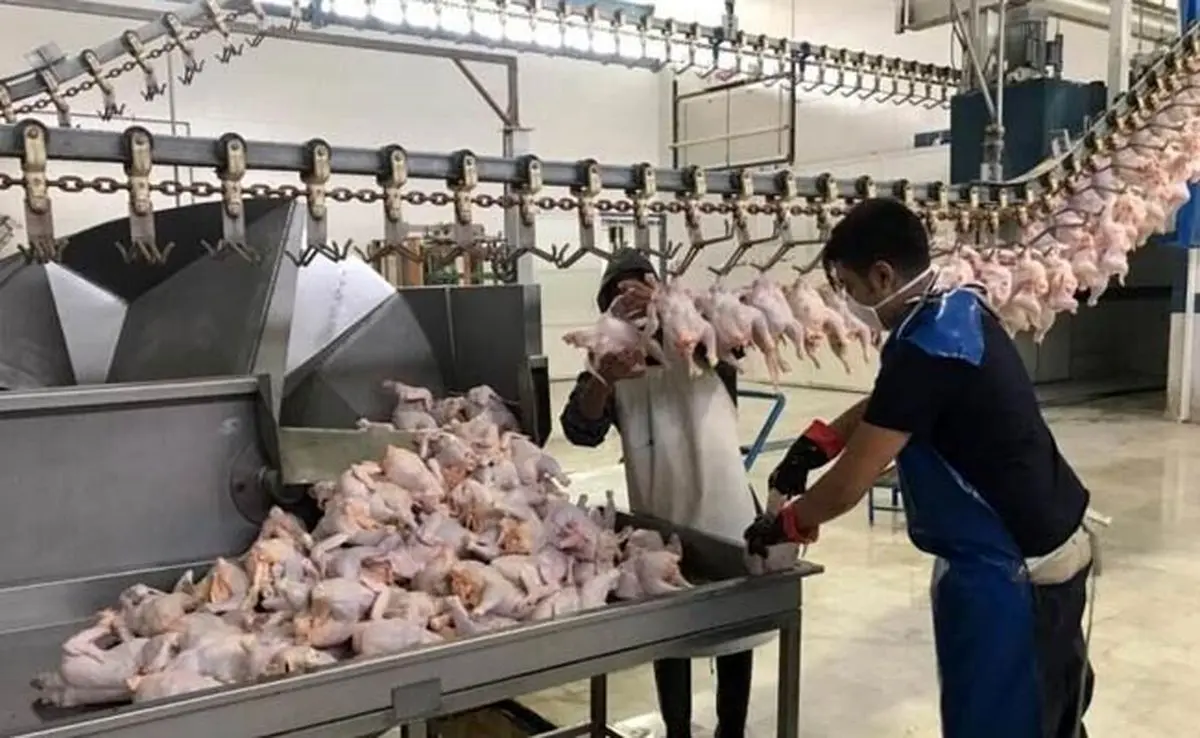 صادرات مرغ به ۴ هزار تن رسید

