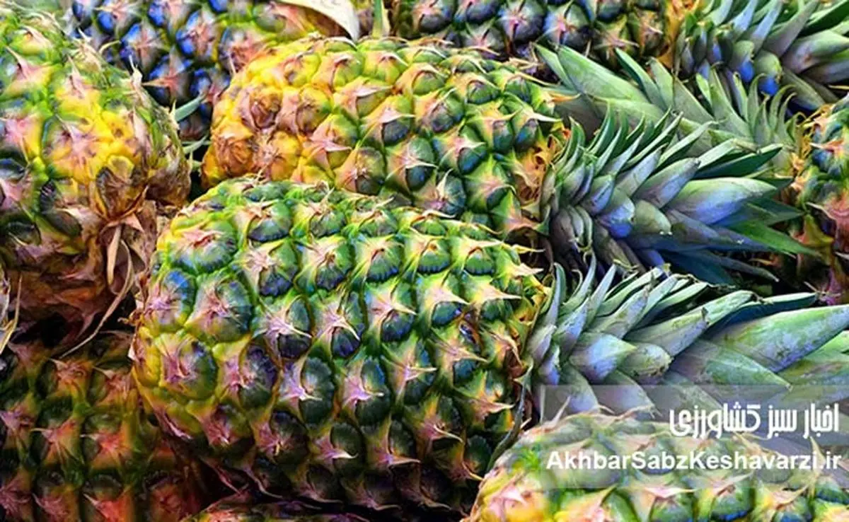 بزرگترین تولیدکننده آناناس جهان؛ داستان موفقیت کاستاریکا