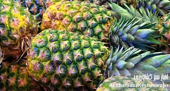 بزرگترین تولیدکننده آناناس جهان؛ داستان موفقیت کاستاریکا