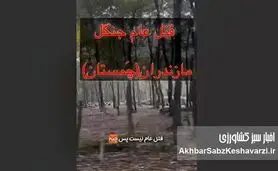 فاجعه زیست‌محیطی در چمستان؛ صدای اره‌ها روی ریه‌های شمال+ ویدئو
