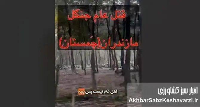 فاجعه زیست‌محیطی در چمستان؛ صدای اره‌ها روی ریه‌های شمال+ ویدئو