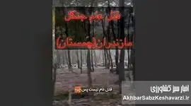 فاجعه زیست‌محیطی در چمستان؛ صدای اره‌ها روی ریه‌های شمال+ ویدئو