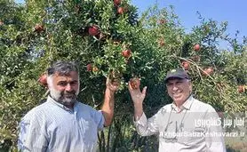 عیسی لکزایی؛ کشاورز نوآور آق‌قلایی و تولیدکننده انار سالم در خاک شور جماران+ ویدئو