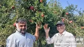 عیسی لکزایی؛ کشاورز نوآور آق‌قلایی و تولیدکننده انار سالم در خاک شور جماران+ ویدئو