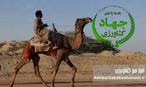 شترسواری وزیر جهاد کشاورزی؛ قاچ زین و سفت بچسب، شترسواری پیشکشت