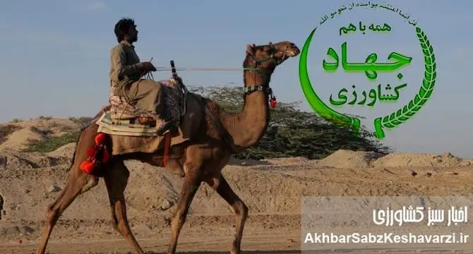 شترسواری وزیر جهاد کشاورزی؛ قاچ زین و سفت بچسب، شترسواری پیشکشت